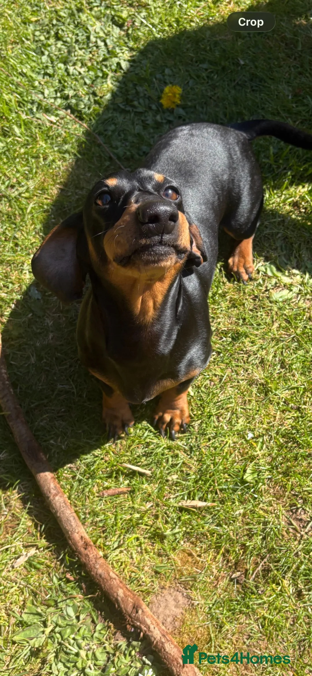 Miniature Dachshund dogs for sale: 2 year old male mini dachshund - Advert 2