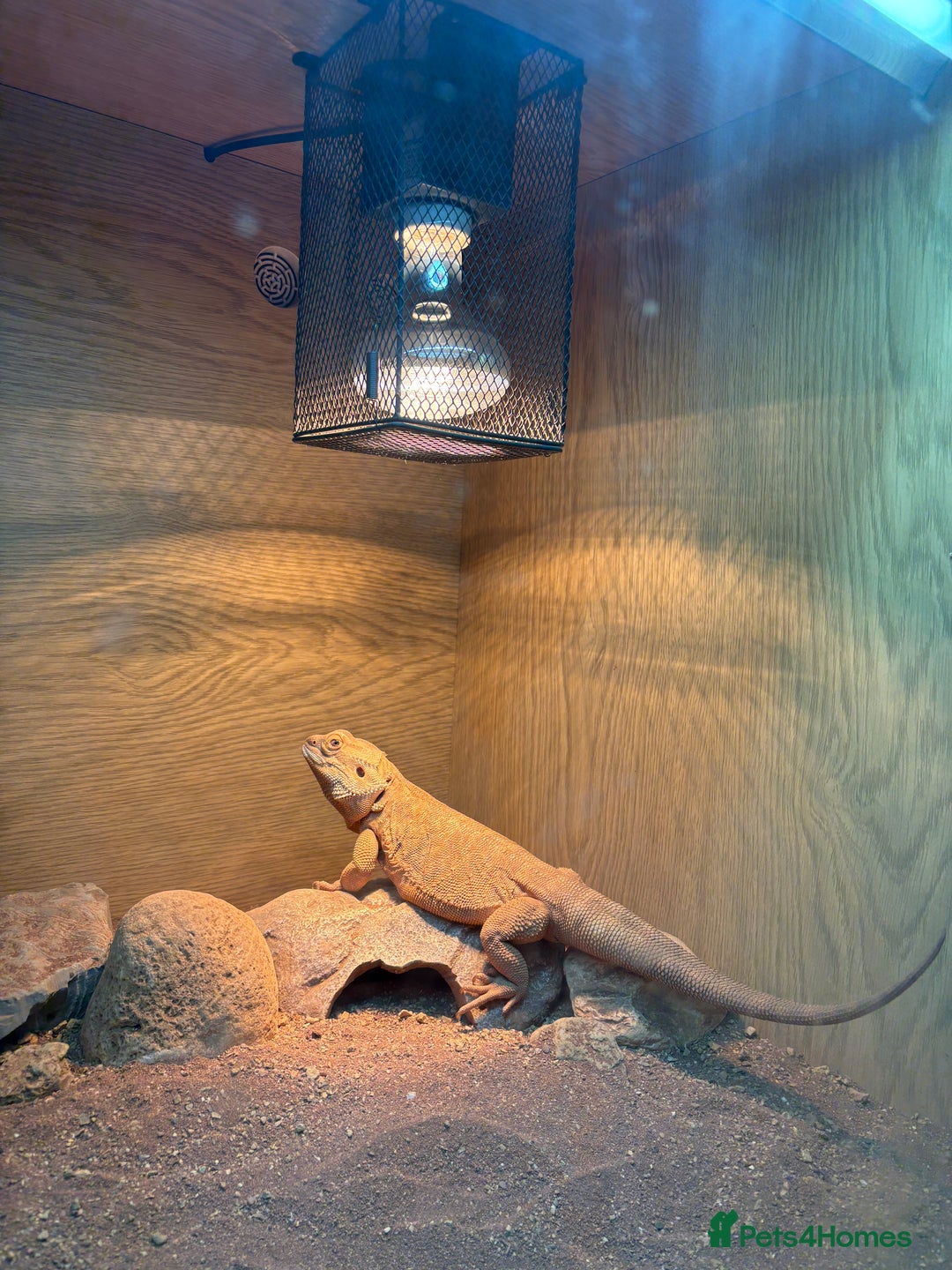 Lizard reptiles for sale: Beard dragon called Fearless  - Advert 2