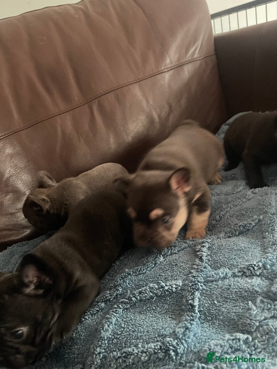French Bulldog dogs for sale: French Bulldog puppies. 3 x boys 1 x girl - Image 14