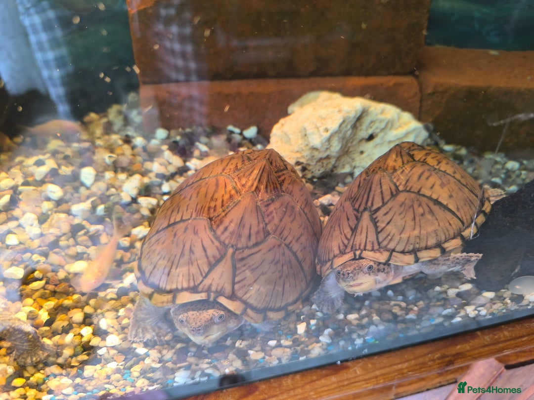 Turtle reptiles for sale: 2xRazor backed turtle male and female - Image 6