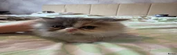 Persian cats for sale: Persian kittens - Advert 5
