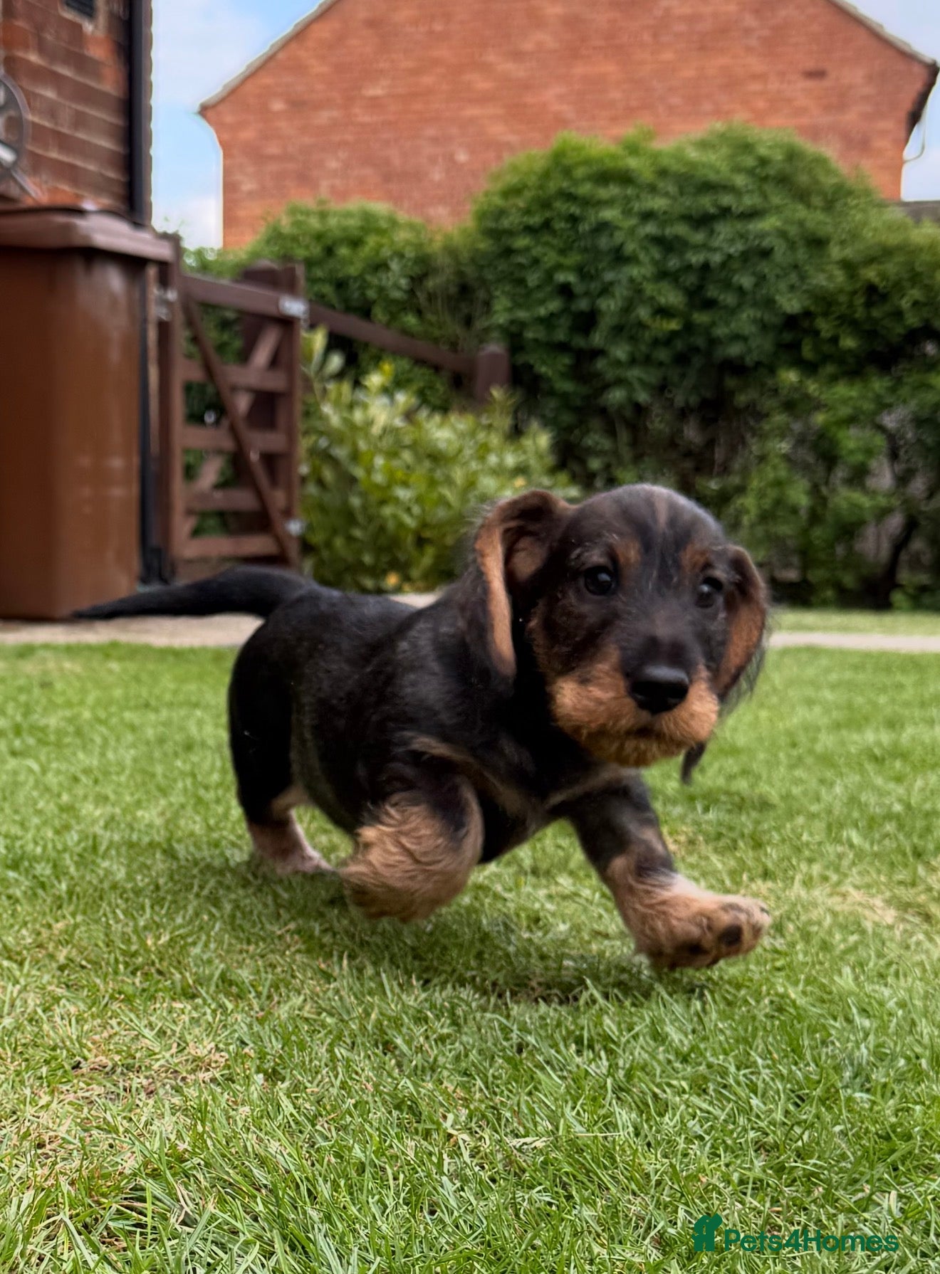 Dachshund dogs 1 DOG LEFT Working bred KC registered teckel pups - Advert 15