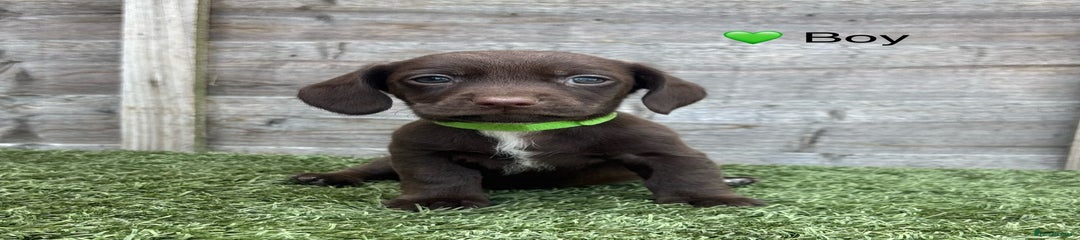 Docker Puppy Green Collar Boy
