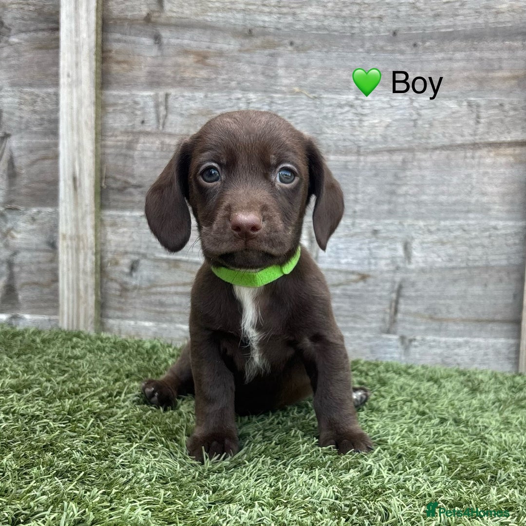 Mixed Breed dogs for sale: Top Quality F1 Docker Puppies - Image 18