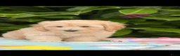 Cockapoo dogs for sale: 🌸 READY NOW SHOW QUALITY TOY F1 COCKERPOOS 🌸 - Advert 5