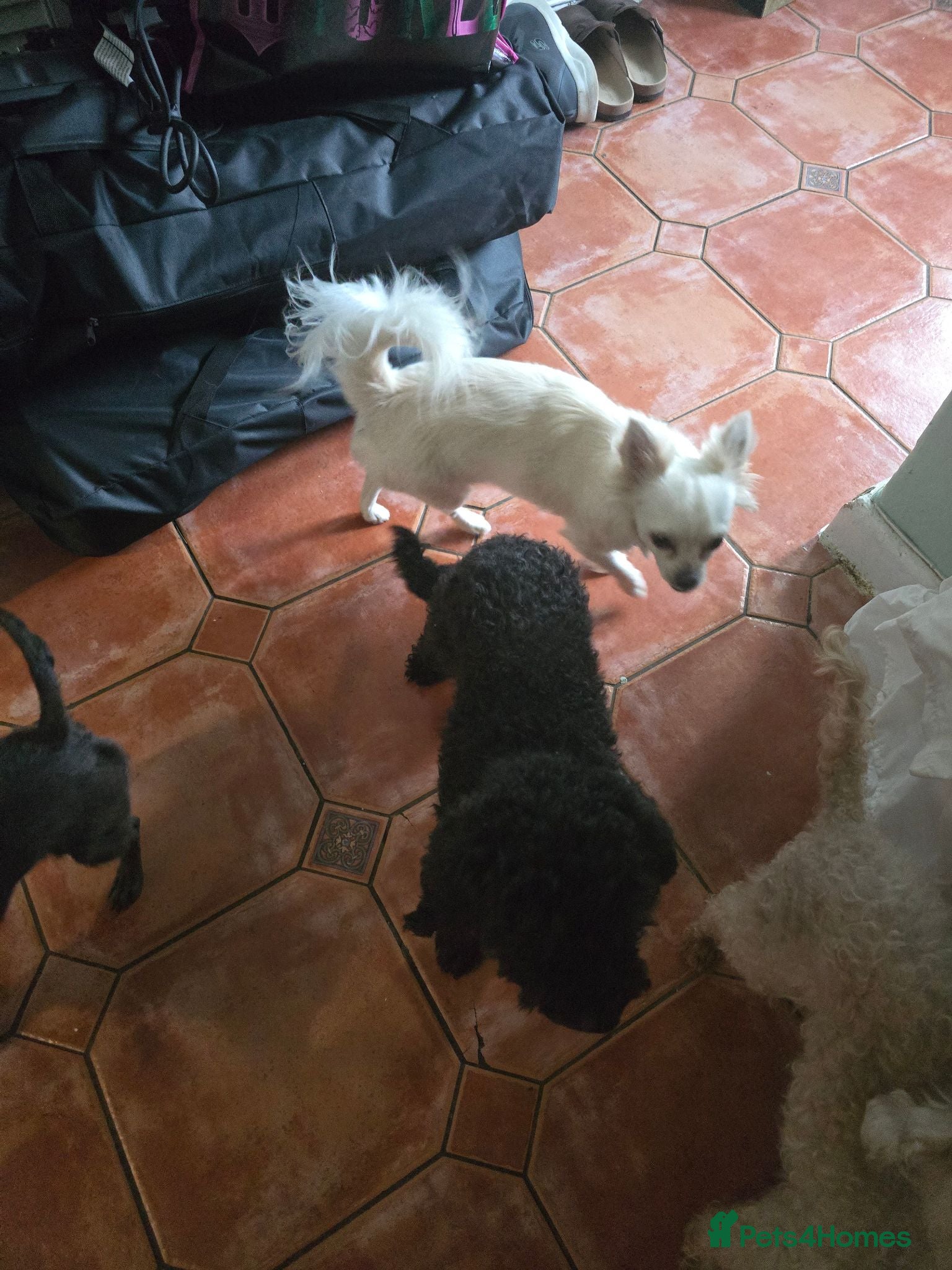 Chipoo dogs Chihuahua  - Advert 17