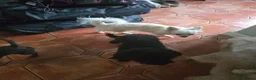 Chipoo dogs for sale: Chihuahua  in Widnes - Advert 1