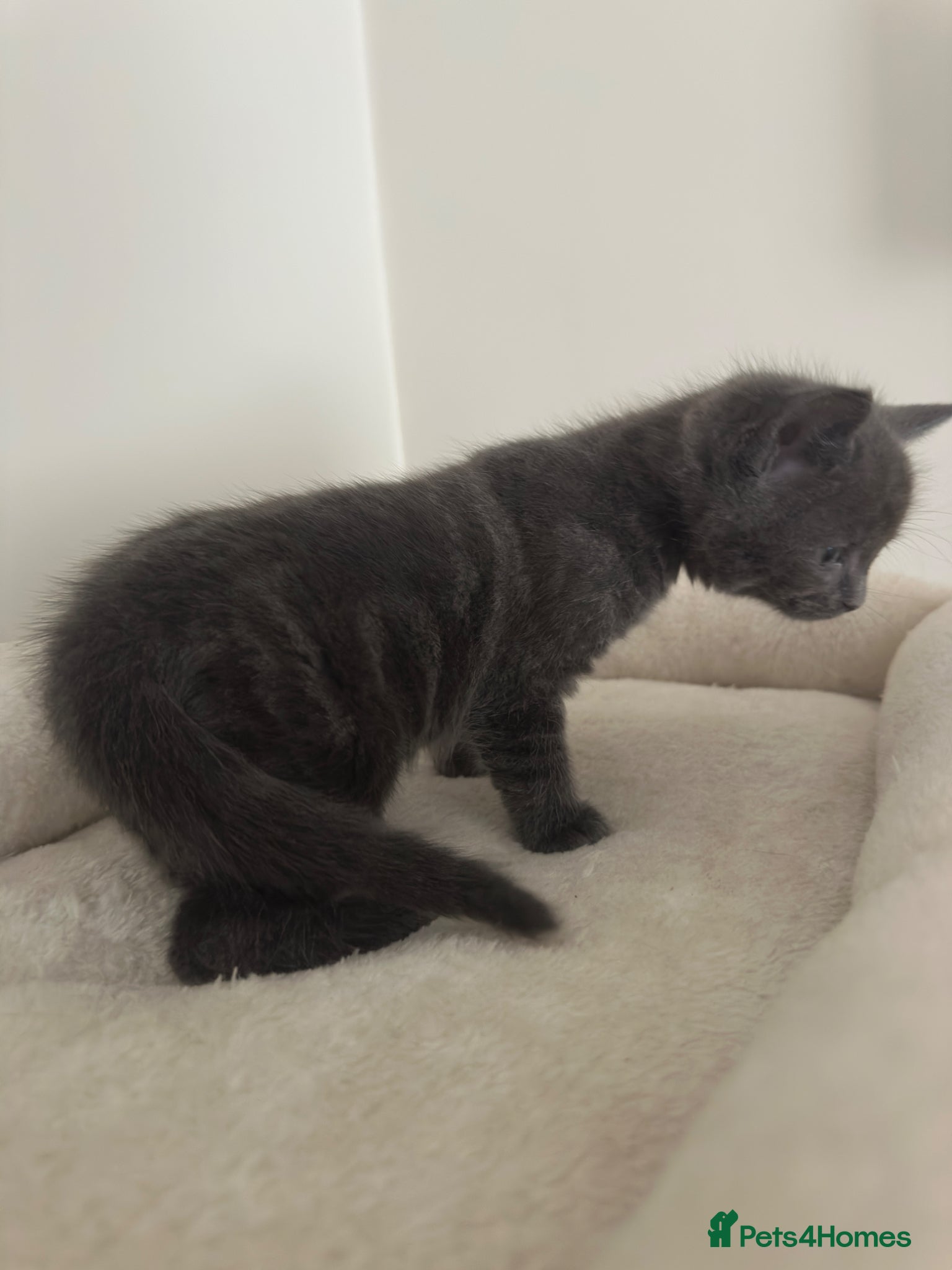 Mixed Breed cats for sale: Maine coon mix breed kittens  - Advert 12