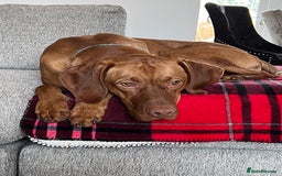 Hungarian Vizsla dogs for stud: Quality stud boy  - Image 7