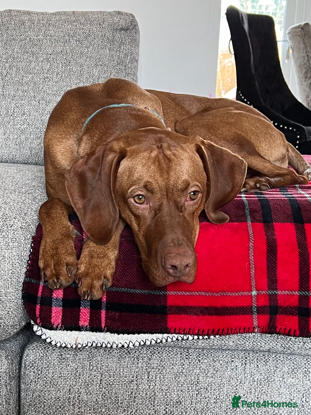 Hungarian Vizsla dogs for stud: Quality stud boy  - Image 7