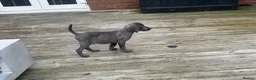 Weimaraner dogs for sale: Only 1 blue girl available  - Advert 11