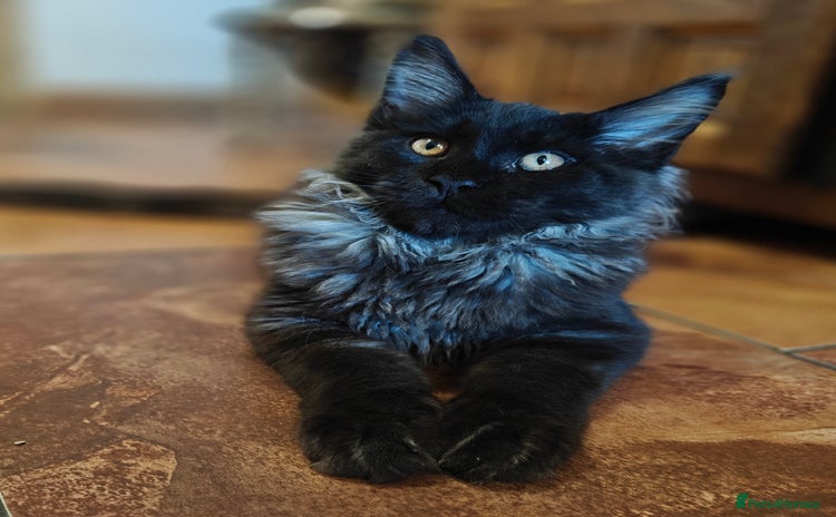 Maine Coon cats - Advert 6