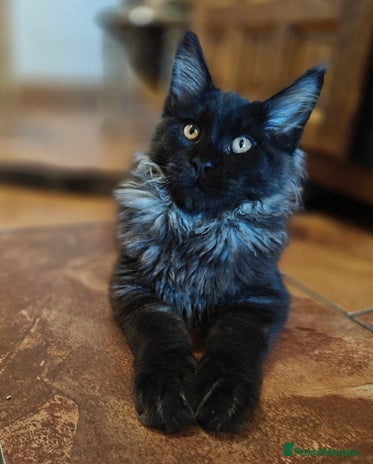 Maine Coon cats - Advert 4