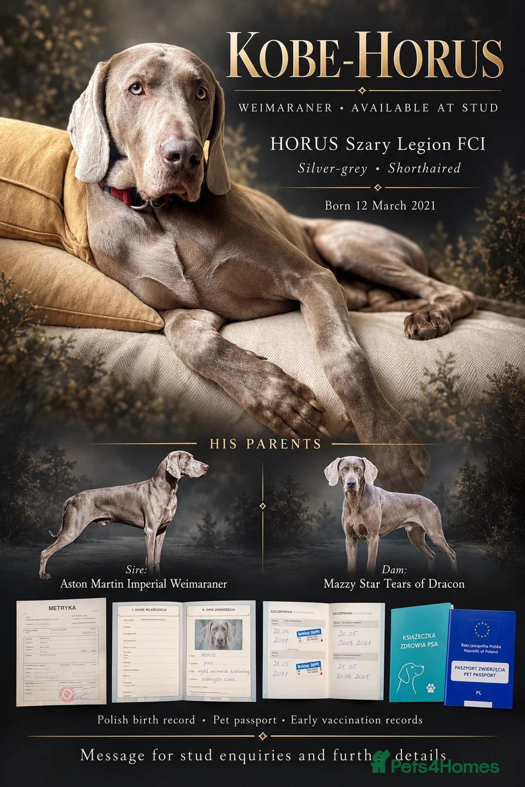 Weimaraner dogs for stud: Kobe-Horus – Silver-Grey Weimaraner - Stud in Leeds - Advert 1
