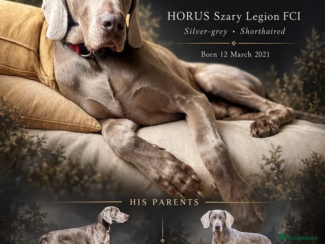 Weimaraner dogs for stud: Kobe-Horus – Silver-Grey Weimaraner - Stud - Advert 1
