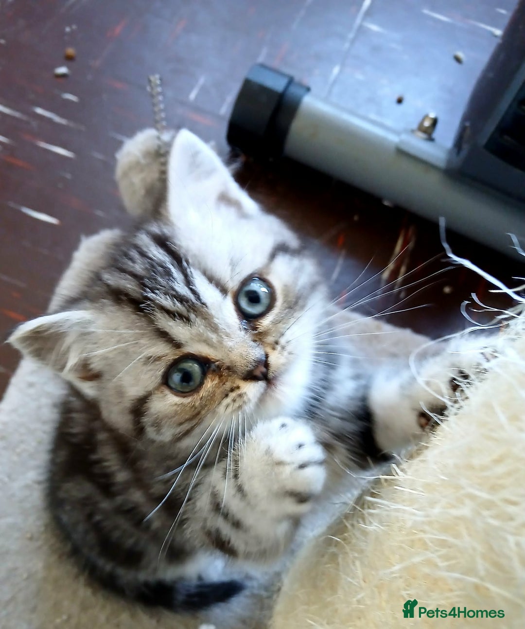 British Shorthair cats for sale: BshTabby kittens.GCCF.Available on 15.February . - Advert 8