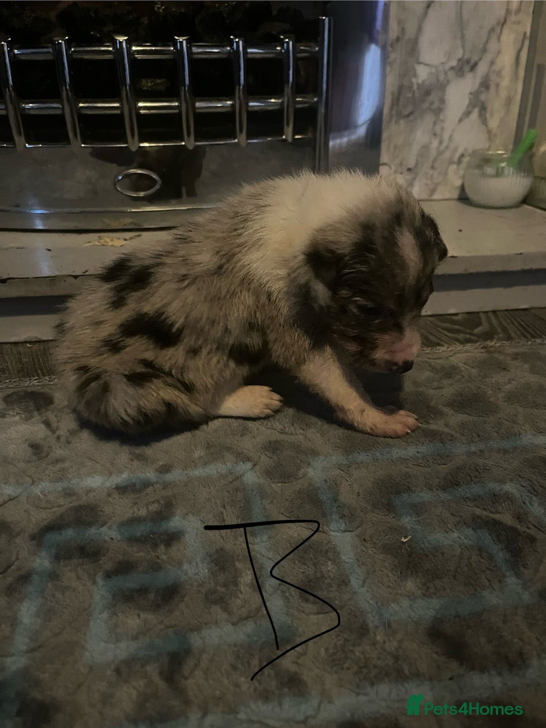 Border Collie dogs for sale: Border collie puppies - Image 5