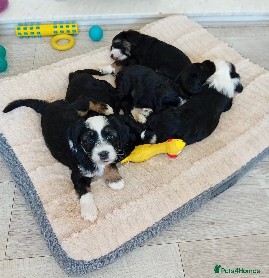 Tibetan Terrier dogs for sale: Tibetan Terrier puppies for sale  - Image 13
