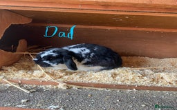Mini Lop rabbits for sale: 2 beautiful baby girl bunnies  - Image 13