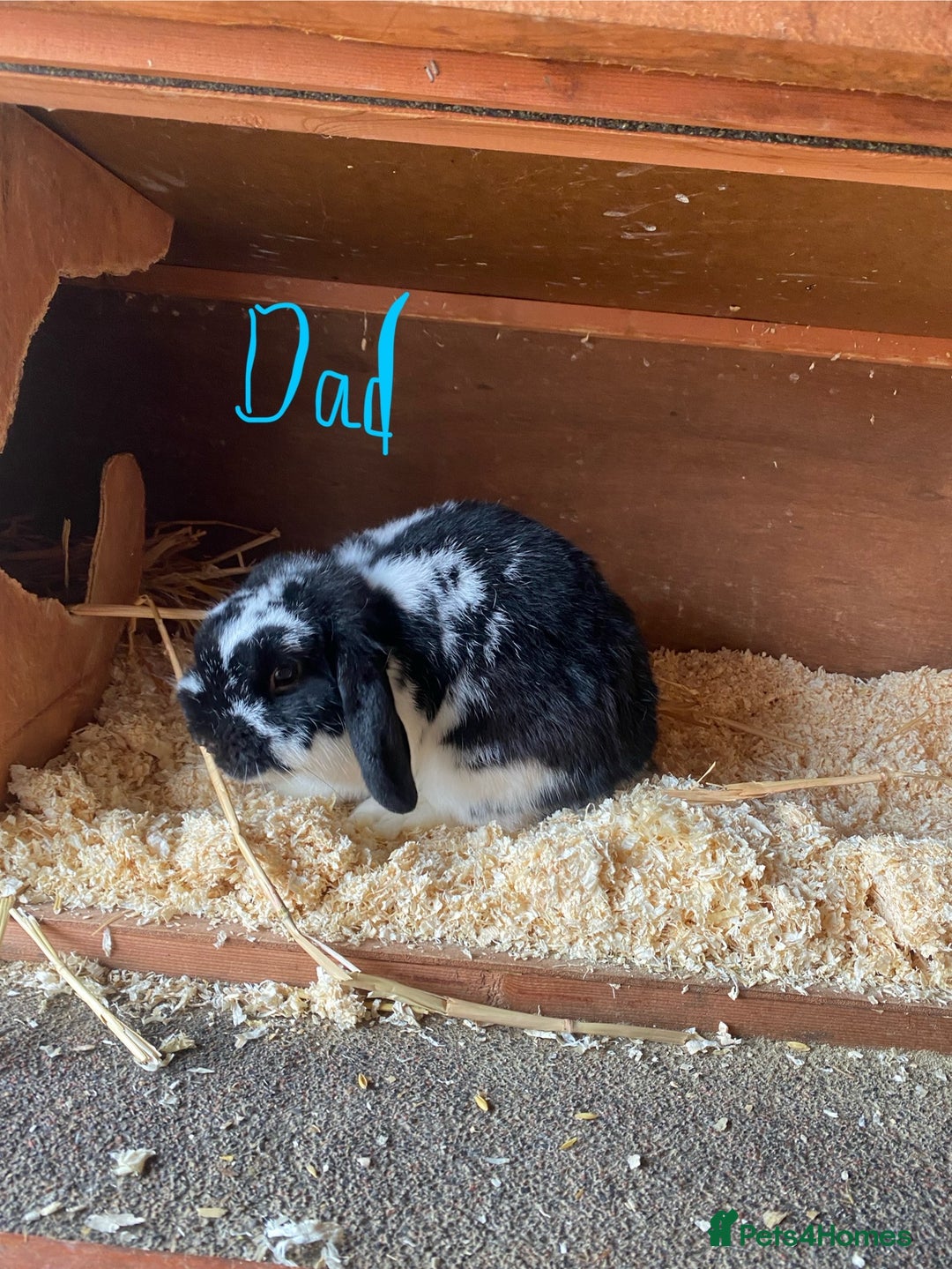 Mini Lop rabbits for sale: 2 beautiful baby girl bunnies  - Image 13