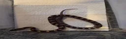 Corn Snake reptiles for sale: baby corn snakes in Great Yarmouth - Advert 3