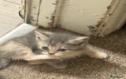 Persian cats for sale: Stunning half Exotic Persian kittens for sale.  - Image 2