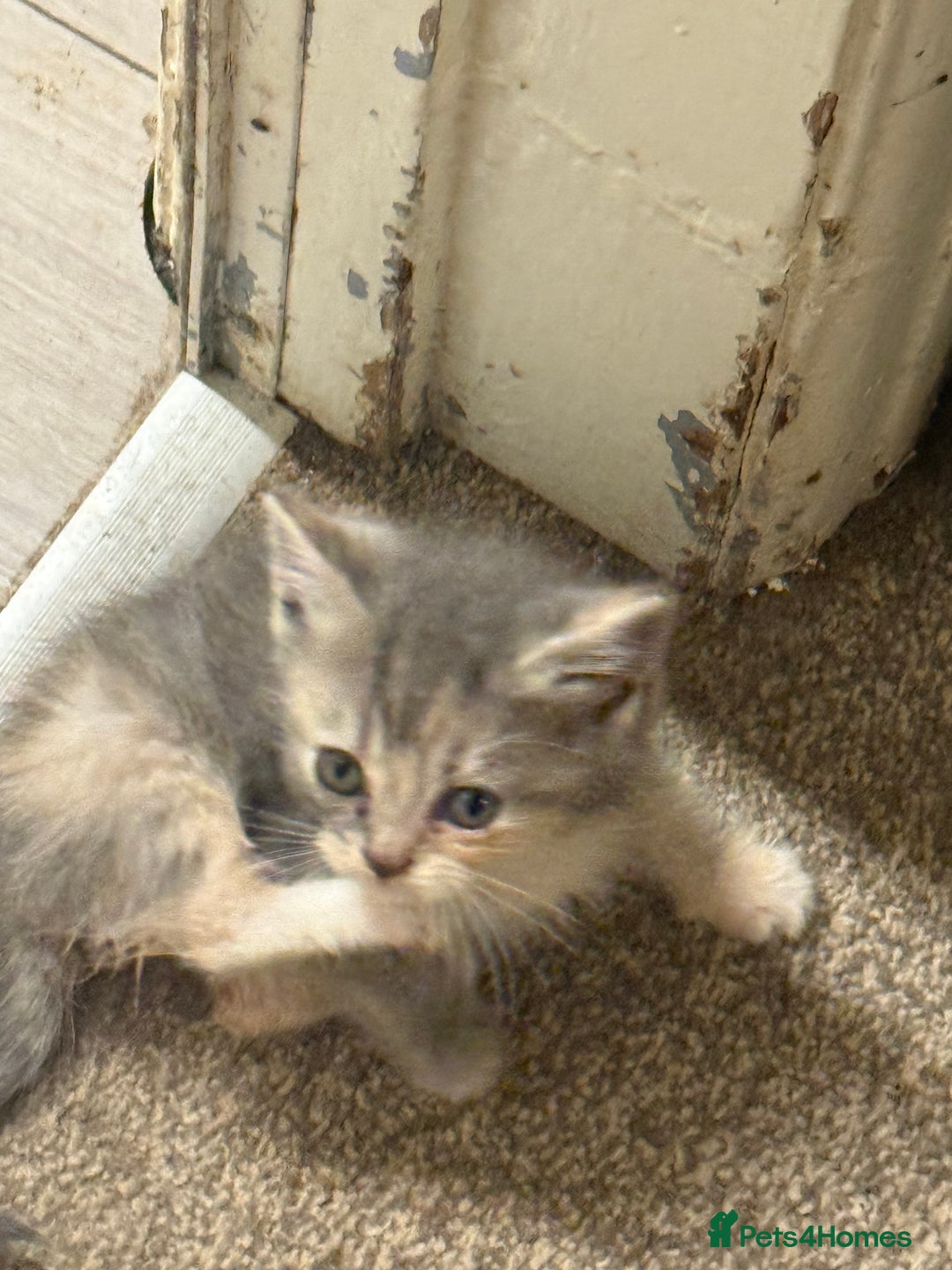 Persian cats for sale: Stunning half Exotic Persian kittens for sale.  - Image 2