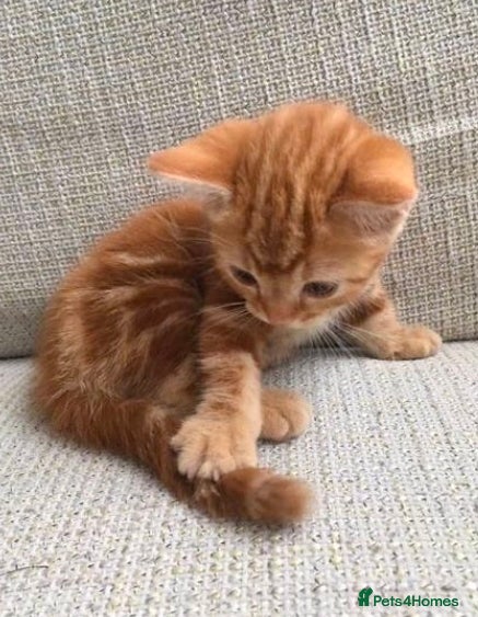 Mixed Breed cats Ginger male with blue eyes - Advert 1