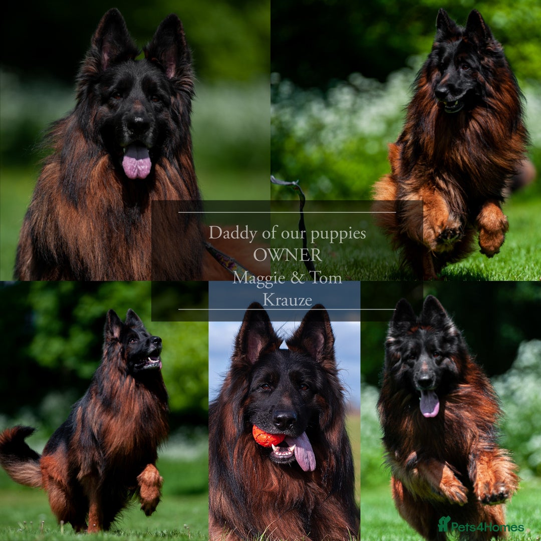 German Shepherd dogs for sale: 😍Little Paws Big Heart😍gsd puppies longhaired😍 - Image 2