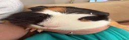 Guinea Pig rodents for sale: 2 male guinea pigs - Advert 1