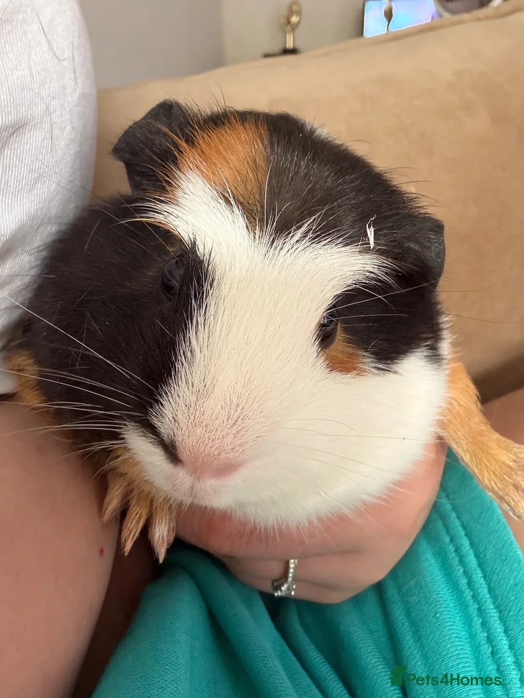 Guinea Pig rodents for sale: 2 male guinea pigs - Advert 1