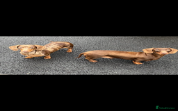Dachshund dogs for sale: Miniature smooth coat dachshunds  - Image 2