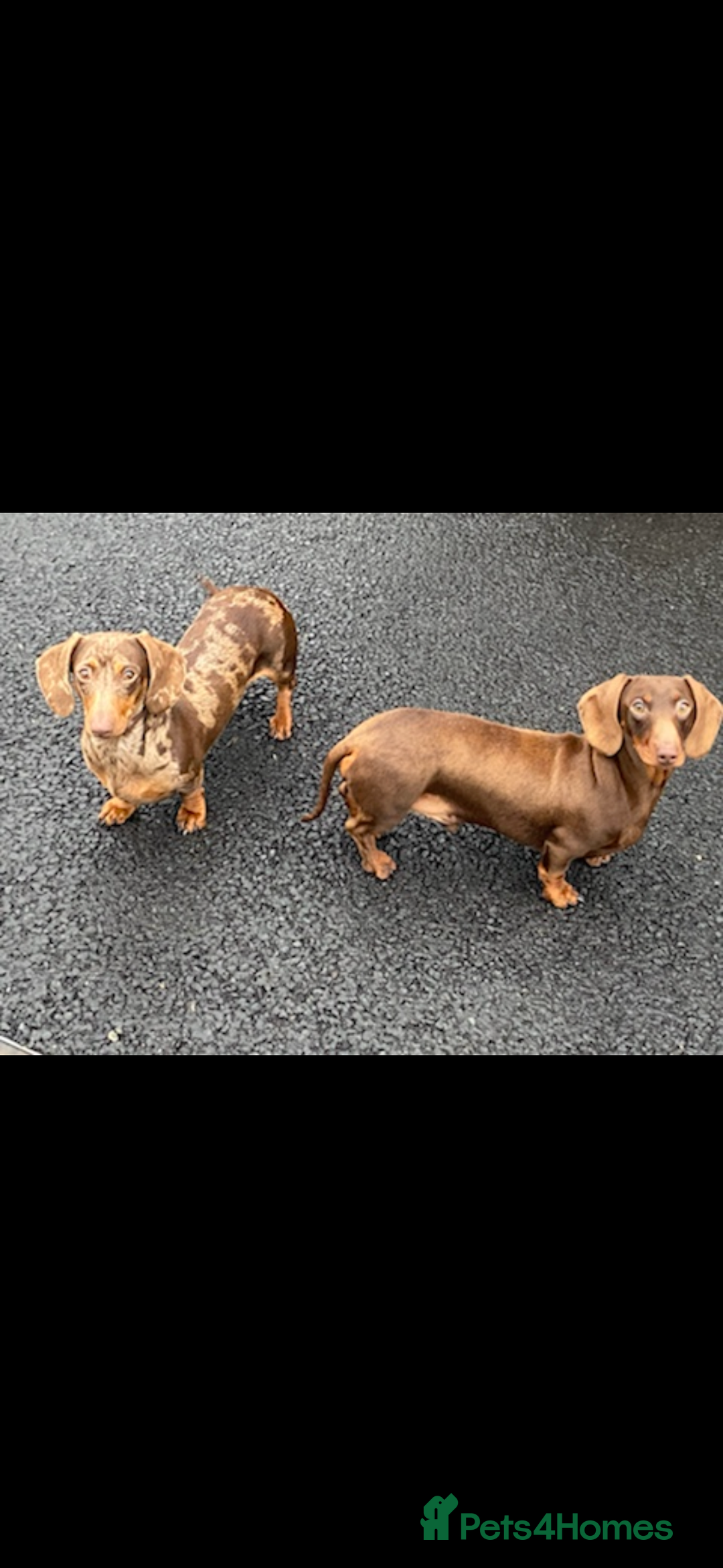Dachshund dogs for sale: Miniature smooth coat dachshunds  - Image 2