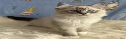 Ragdoll cats for sale: Beautiful TICA Registered Ragdoll Kittens - Advert 7