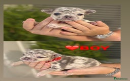 French Bulldog dogs for sale: French bulldog puppies  - Image 5