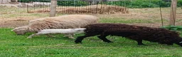 Sheep livestock for sale: Registered Pedigree Ouessant ewes, wethers, lambs - Advert 7