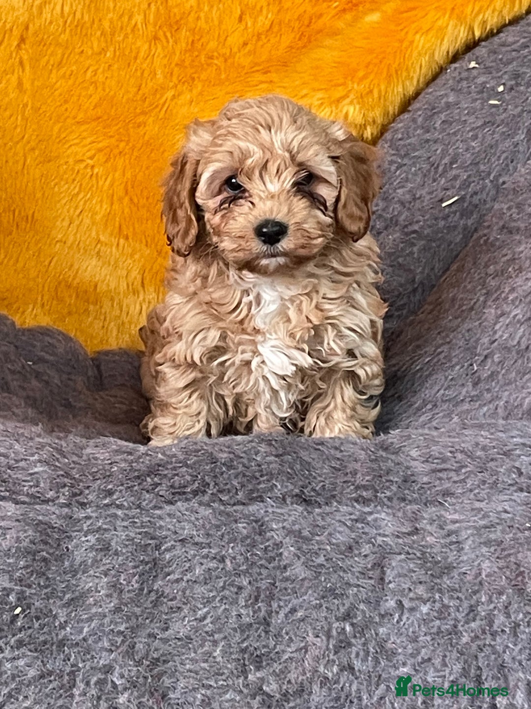 Cavachon dogs for sale: Cavapoochon puppies - Advert 1