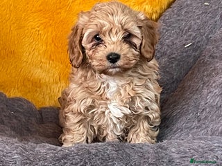 Cavachon dogs Cavapoochon puppies - Advert 1