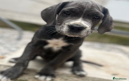 Cane Corso dogs for sale: Purebred Cane Corso puppies  - Image 4