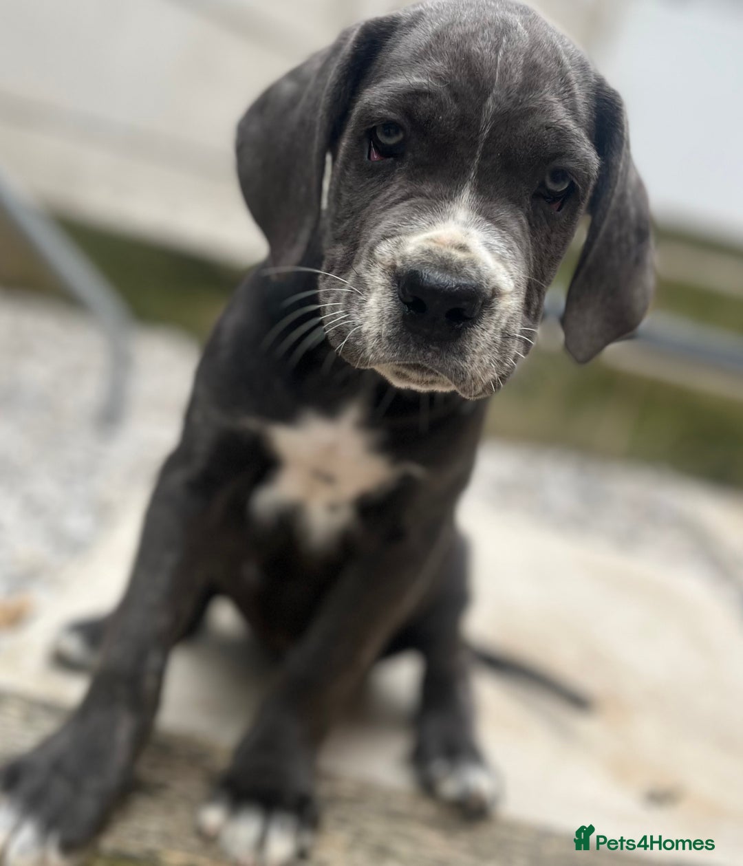 Cane Corso dogs for sale: Purebred Cane Corso puppies  - Image 4