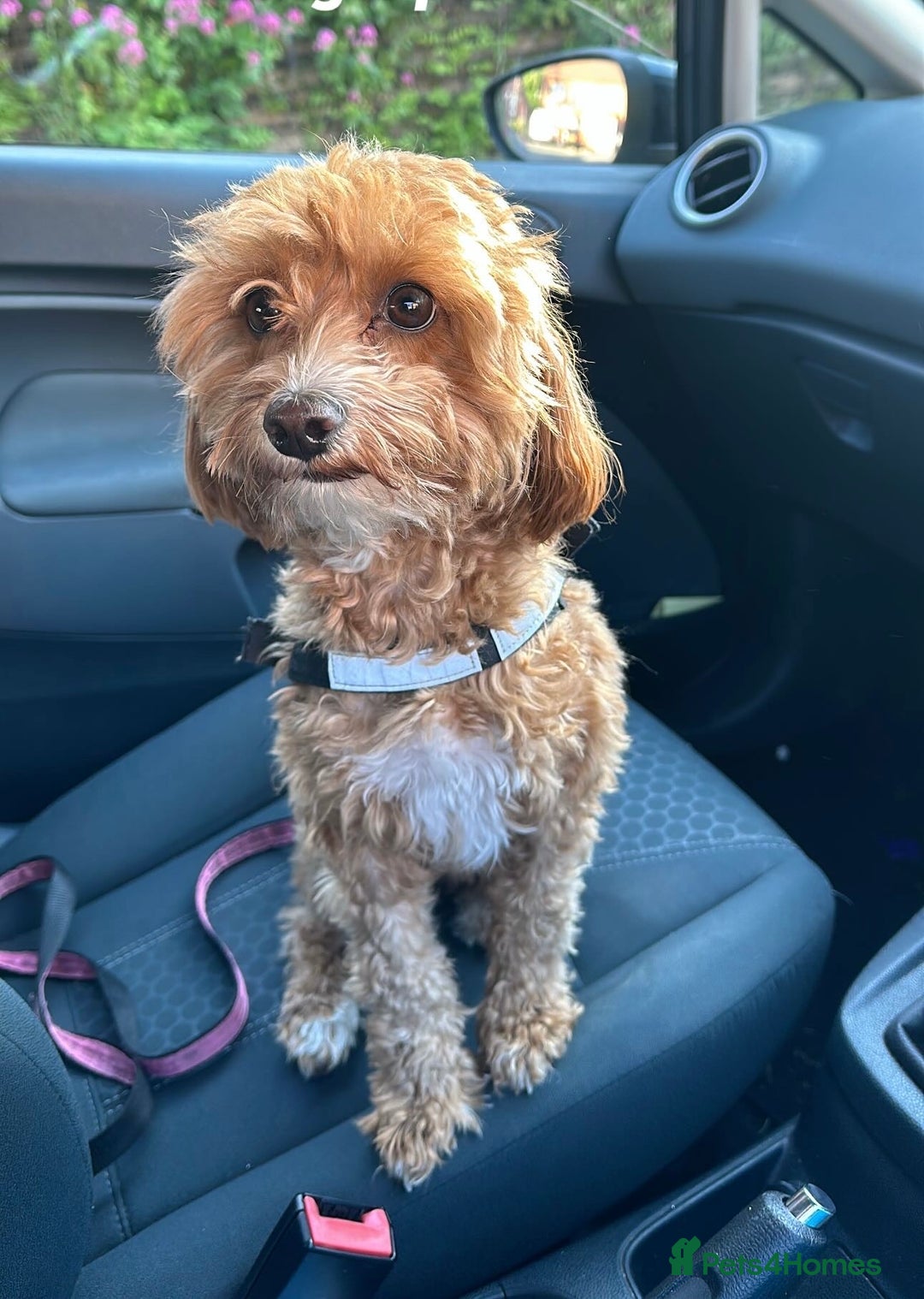 Maltipoo dogs for sale: 🐾 F1b Maltipoo Puppies – Ready Early January 🐾 - Advert 12