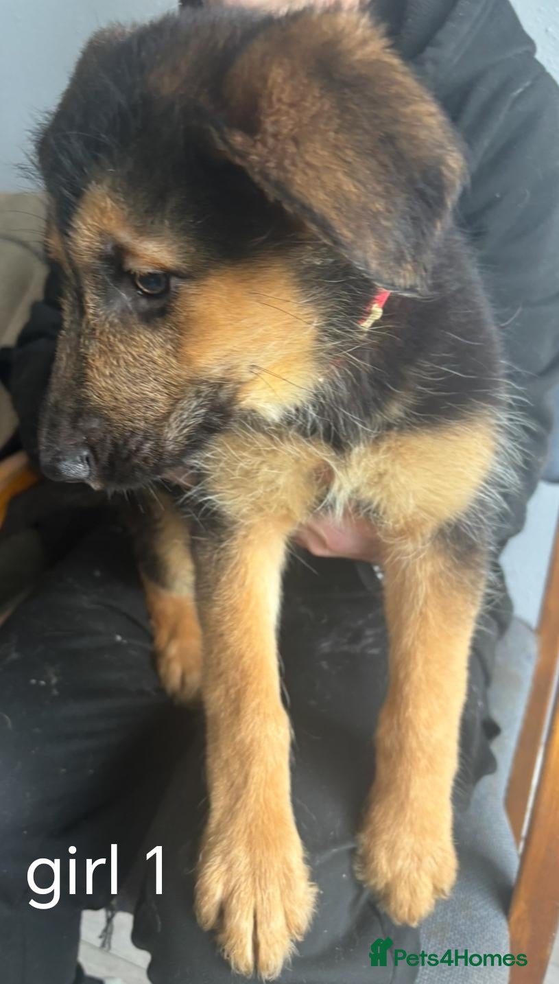Mixed Breed dogs Intelligent & Loyal Shepadoodle Puppies - Advert 5