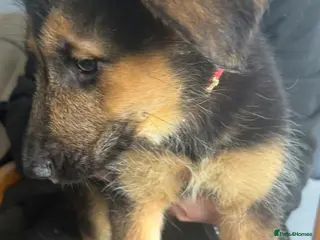 Mixed Breed dogs Intelligent & Loyal Shepadoodle Puppies - Advert 5