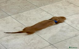 Miniature Dachshund dogs for sale:  LAST ONE - Long Haired Miniature Dachshund - Image 13