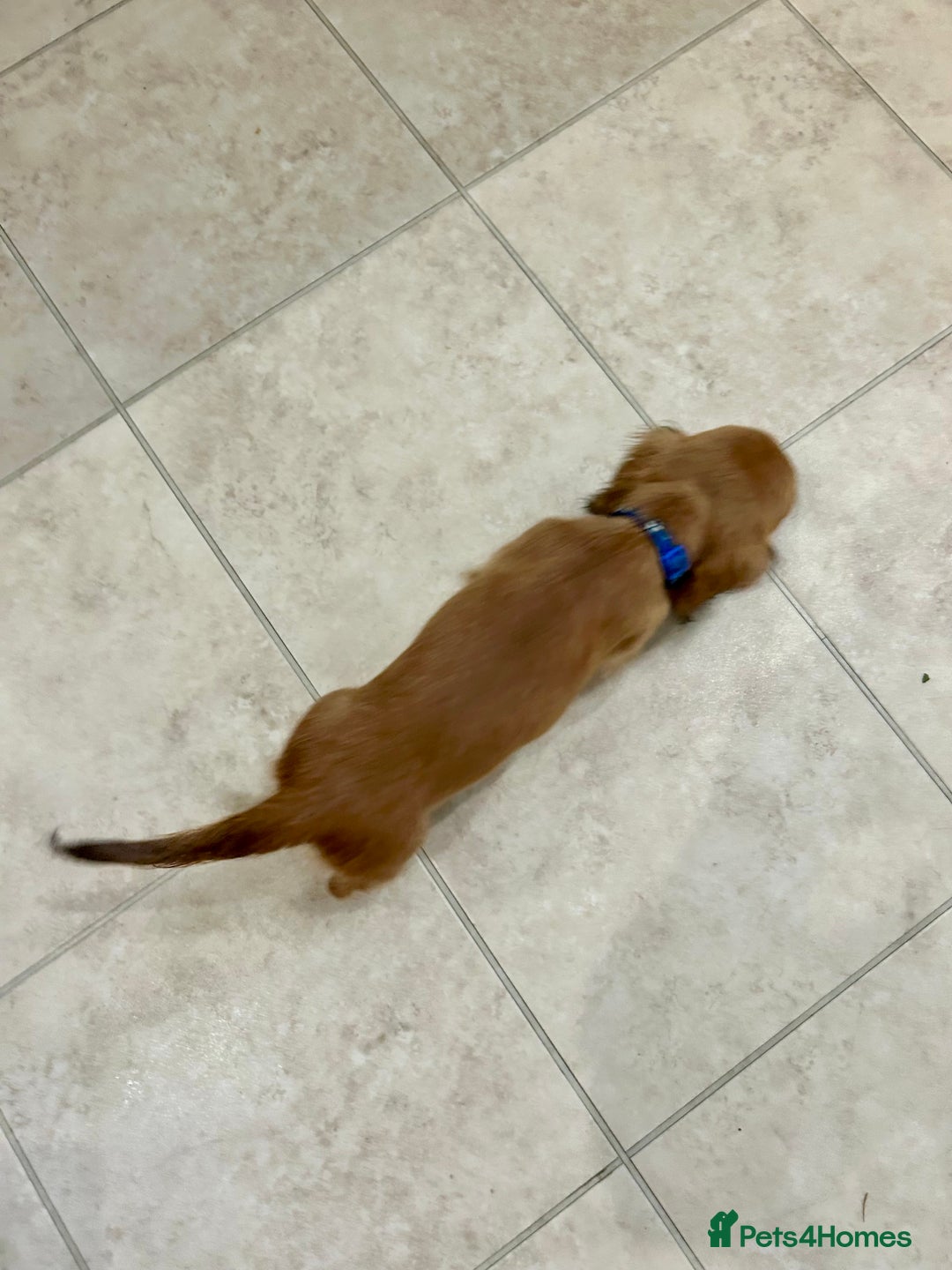Miniature Dachshund dogs for sale:  LAST ONE - Long Haired Miniature Dachshund - Image 13
