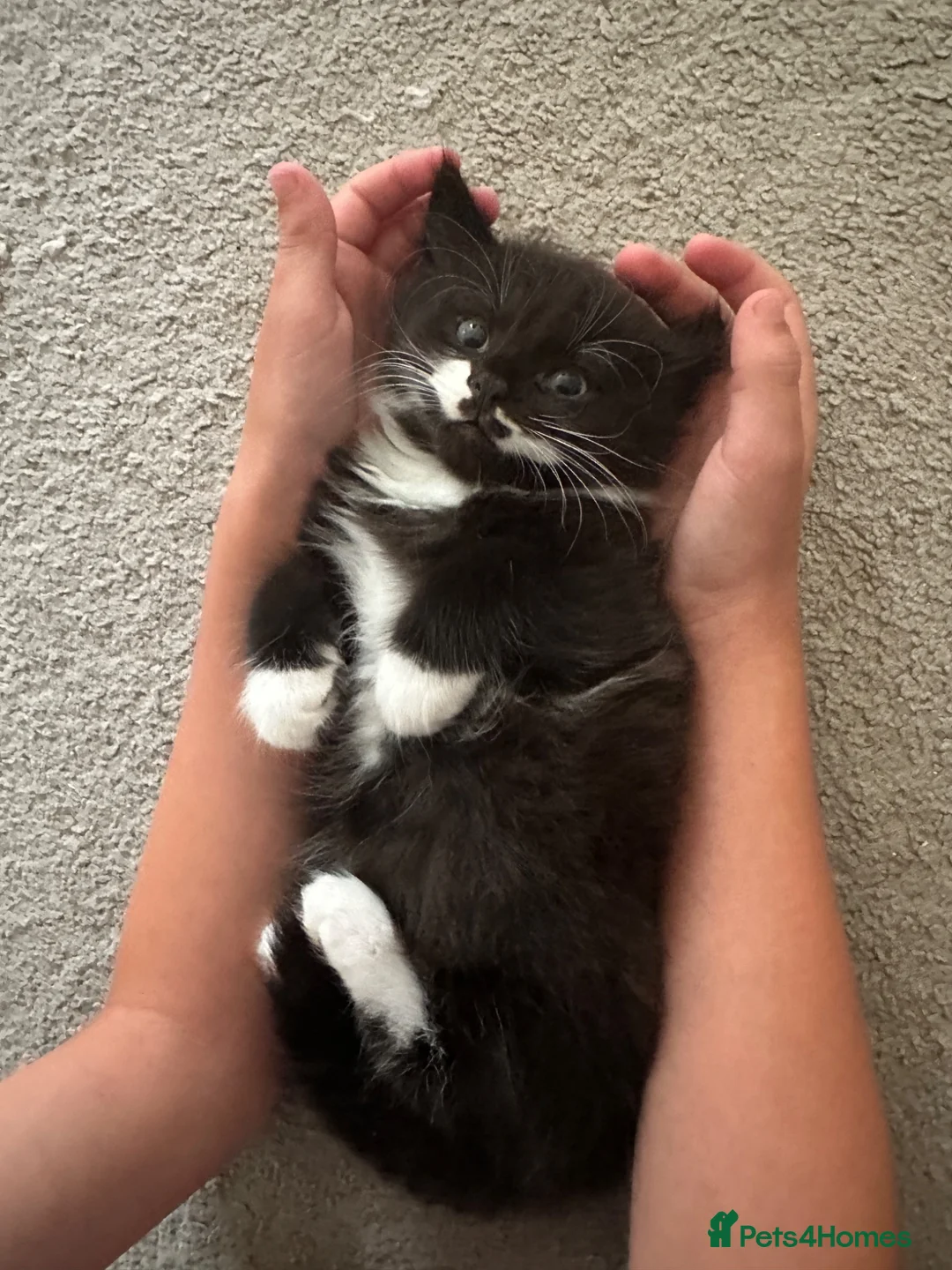 Mixed Breed cats for sale: 3 beautiful babies looking for a forever home  - Advert 12