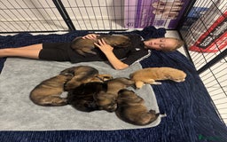 German Shepherd dogs for sale: German Shepherd Puppies  - Image 33