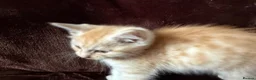 Maine Coon cats for sale: Maine Coon Cross Kittens  - Advert 20