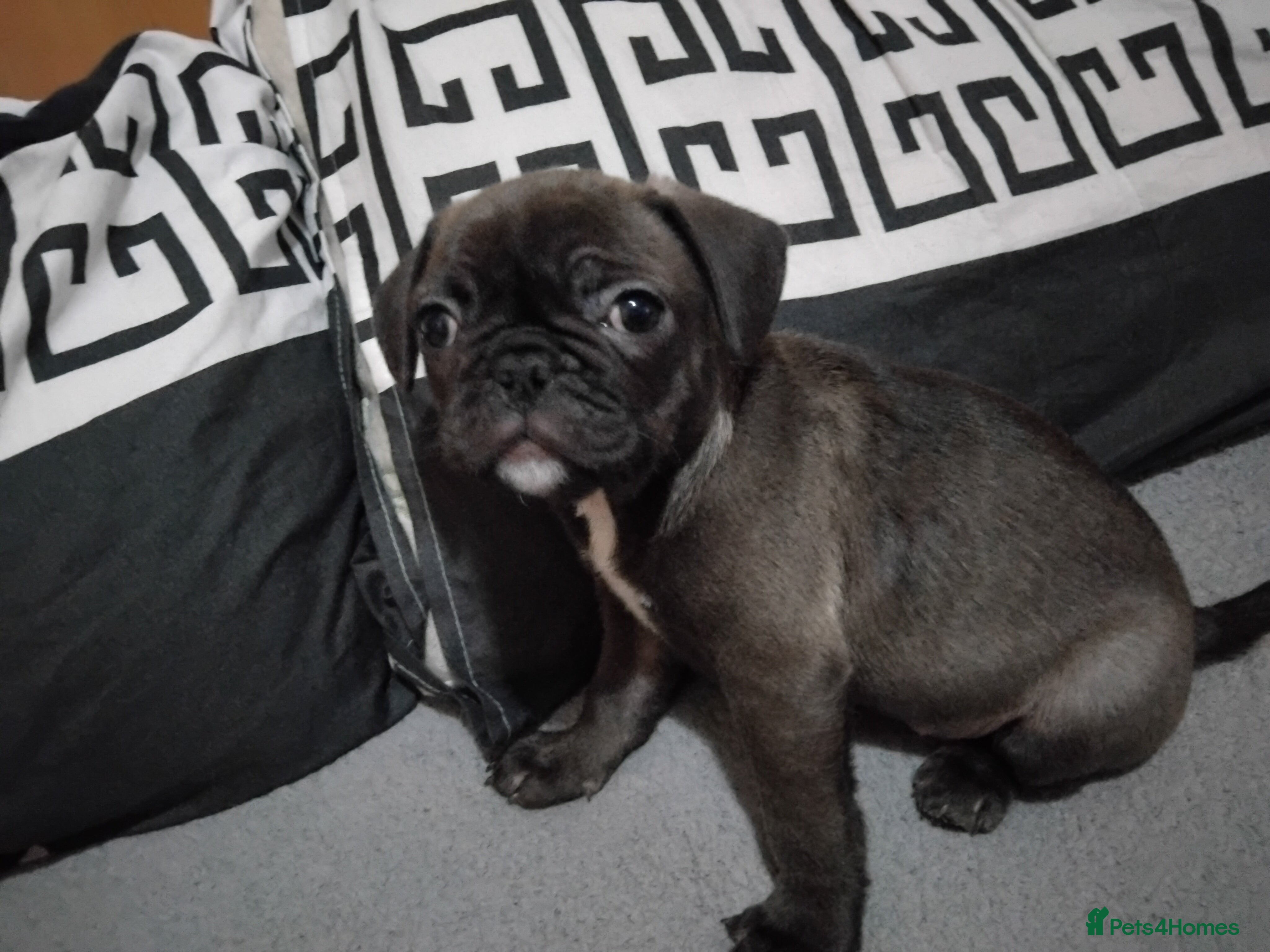 Frug dogs Last female frug puppy - Advert 8