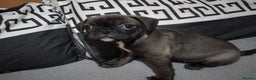 Frug dogs for sale: 3 frug puppies  - Advert 5